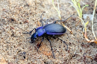 carabus problematicus 10-2016 2964